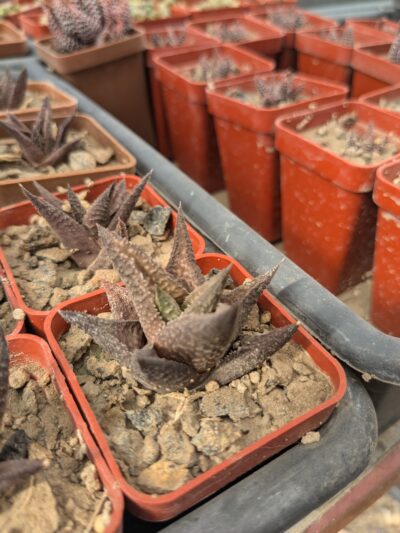 Haworthia venosa «Jack Brown» - Зображення 2