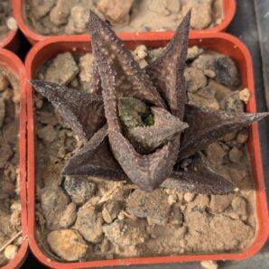 Haworthia venosa «Jack Brown»