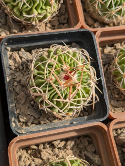 Stenocactus multicostatus - Зображення 2