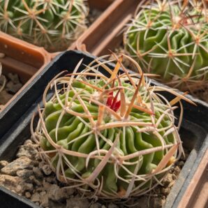 Stenocactus multicostatus