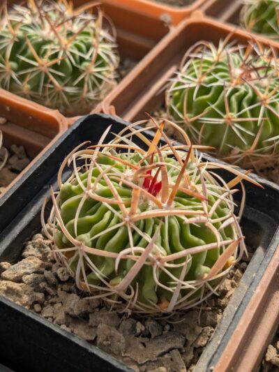 Stenocactus multicostatus