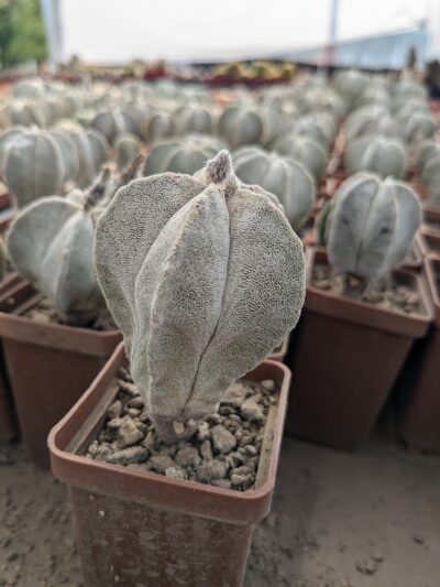 Astrophytum coahuilense - Зображення 2