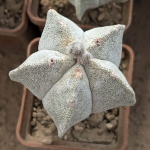 Astrophytum coahuilense