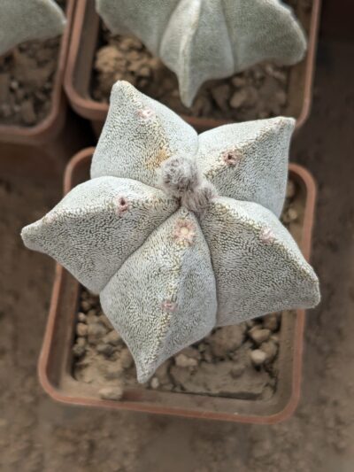 Astrophytum coahuilense