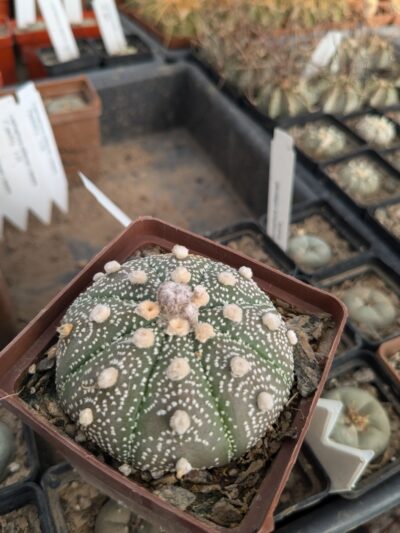 Astrophytum asterias - Зображення 2