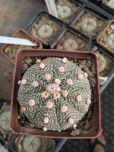 Astrophytum asterias