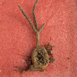 Pterocactus decipiens