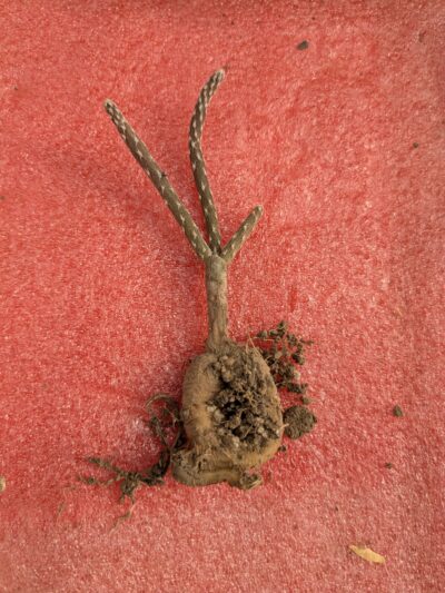 Pterocactus decipiens