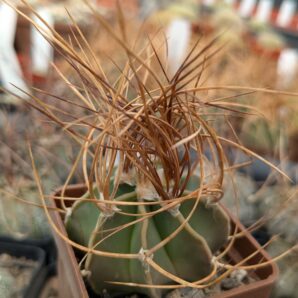 Astrophytum capricorne v. aureum