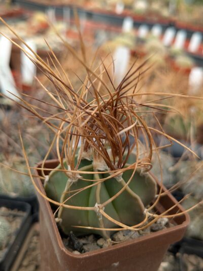 Astrophytum capricorne v. aureum