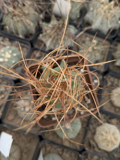 Astrophytum capricorne v. aureum - Зображення 2