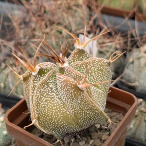 Astrophytum ornatum