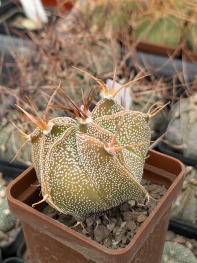 Astrophytum ornatum
