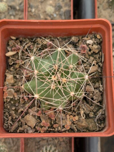 Lepidocoryphantha macromeris - Зображення 2