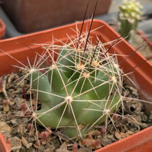 Lepidocoryphantha macromeris