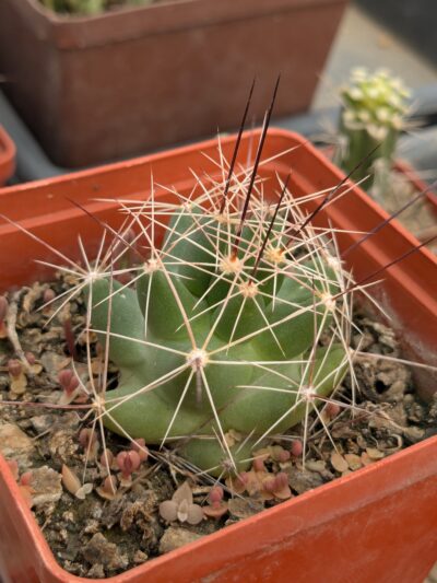 Lepidocoryphantha macromeris