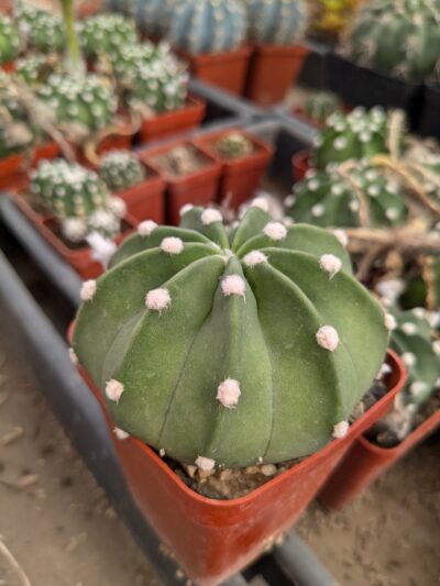 Echinopsis subdenudata - Зображення 2