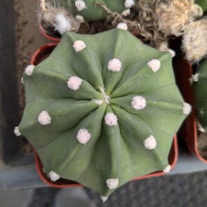 Echinopsis subdenudata