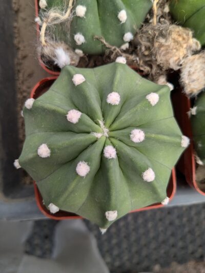 Echinopsis subdenudata
