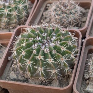 Wigginsia erinacea