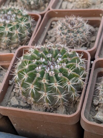 Wigginsia erinacea