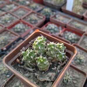 Puna subterranea f. incahuasi