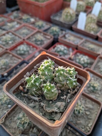 Puna subterranea f. incahuasi