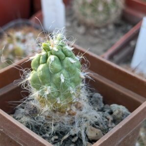 Tephrocactus floccosus