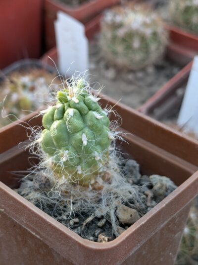 Tephrocactus floccosus