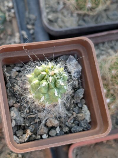 Tephrocactus floccosus - Зображення 2