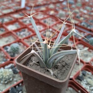 Leuchtenbergia principis