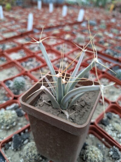 Leuchtenbergia principis