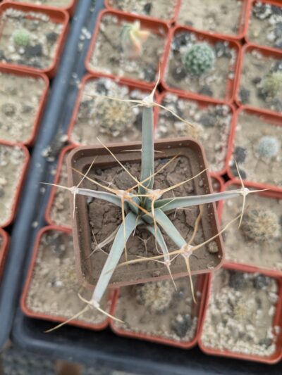 Leuchtenbergia principis - Зображення 2