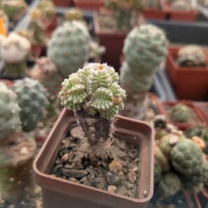 Aztekium valdezii