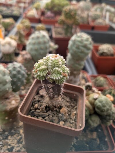 Aztekium valdezii