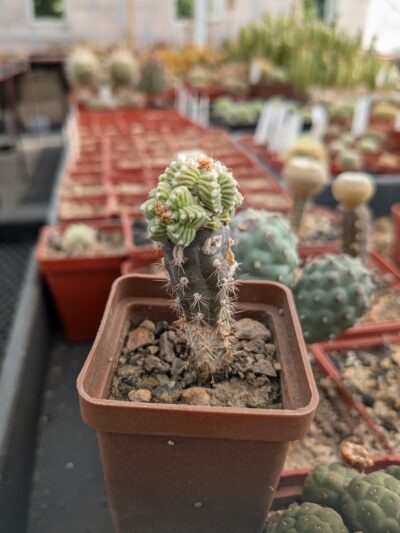 Aztekium valdezii - Зображення 2