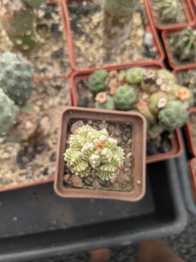 Aztekium valdezii - Зображення 3
