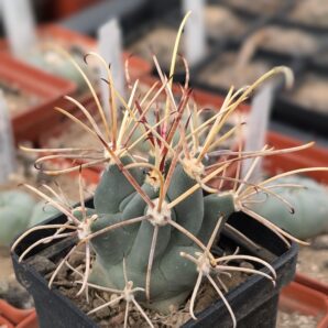 Glandulicactus uncinatus v. wrightii