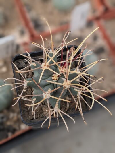 Glandulicactus uncinatus v. wrightii - Зображення 2