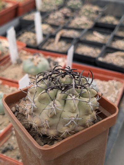 Neochilenia paucicostata - Зображення 2