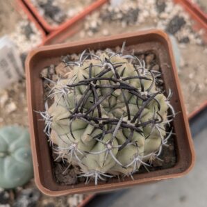 Neochilenia paucicostata