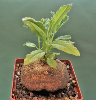 raphionacme-madiensis-east-africa-4