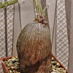 tylosema-fassoglensis-leguminoseae.-trop.-africa