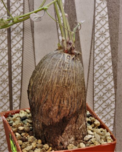 tylosema-fassoglensis-leguminoseae.-trop.-africa