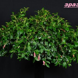 Codonatanthus `Vista` (D=12)-1868(328)