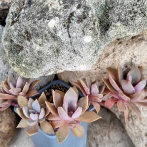 Graptoveria