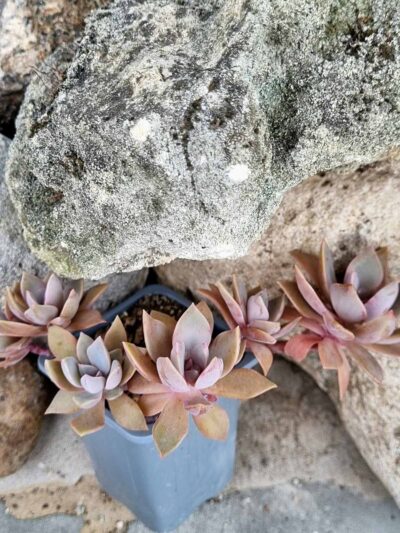 Graptoveria