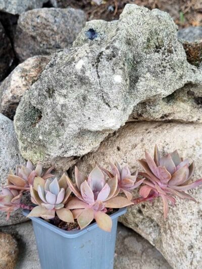 Graptoveria - Зображення 2