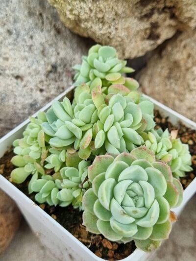 Echeveria Glauca cristata - Зображення 2