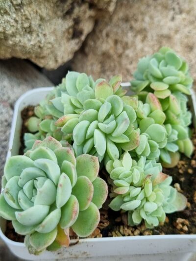 Echeveria Glauca cristata